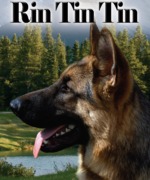 honden foto van RinTinTin