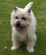 honden foto van Veerle