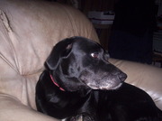 honden foto van herman 