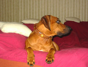 honden foto van Pablo