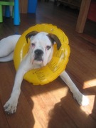 honden foto van Natalie