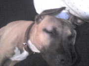 honden foto van candy