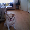 honden foto van seiko