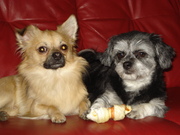 honden foto honden foto van Inti_Luna