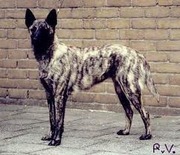 honden foto van hoi