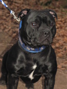 honden foto honden foto van saskia ,Noa & Gio