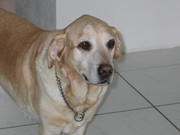 honden foto van henri