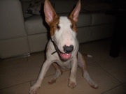 honden foto van Monika en haar 2 1/2honden