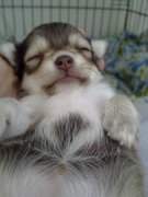 honden foto van Maartje de Kort