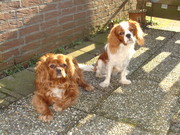 honden foto honden foto van Evelien