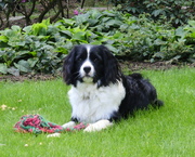 honden foto van Anke Rooijakkers