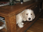 honden foto van Brietjuuh