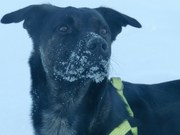 honden foto van karin