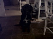 honden foto honden foto van finn en jazz