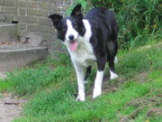 honden foto van Philip ter Borg