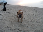 honden foto honden foto van Lieselot