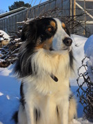 honden foto van Jacky