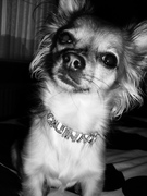honden foto van Tessa & haar kleine Quinny