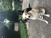 honden foto van Razja, Nanouk, Indah, Byka †