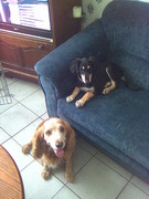 honden foto van Karina & Spikey