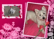 honden foto van Sam voortaan zonder Zoë