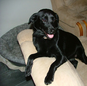 honden foto van Ina Willems