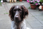 honden foto van Jaap 