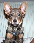 honden foto van Marijke