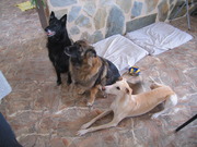 honden foto van Carine en Renaud 