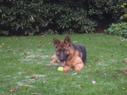 honden foto van Ferdinand