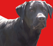 honden foto van Onze Buddy