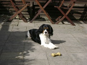 honden foto van Martine