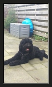 honden foto van Ellyana en Barbet Donna en Borre