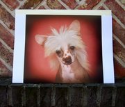 honden foto van petra