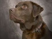 honden foto van Baiko