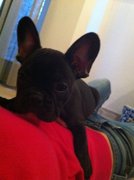 honden foto van Stefanie