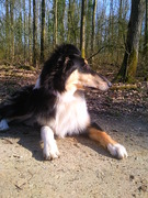 honden foto honden foto van Marcha