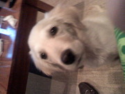 honden foto van Lieselotte