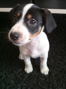 honden foto van Michèle & Zoë