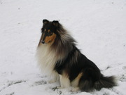 honden foto van luutsen