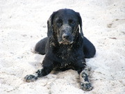 honden foto van eliz
