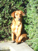 honden foto van annick