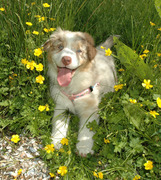 honden foto honden foto van Karin