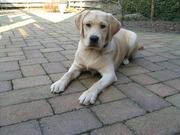 honden foto van tjitske en Jet