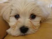 honden foto van Monique