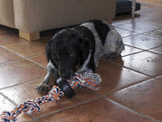 honden foto van Jamie