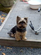 honden foto van Willemijn