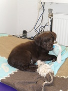 honden foto honden foto van karen