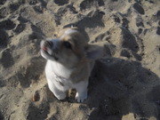 honden foto van Maaike-Pip