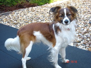 honden foto van Jolanda